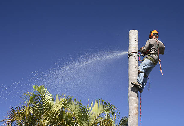 Best Leaf Removal  in Tracy, MN