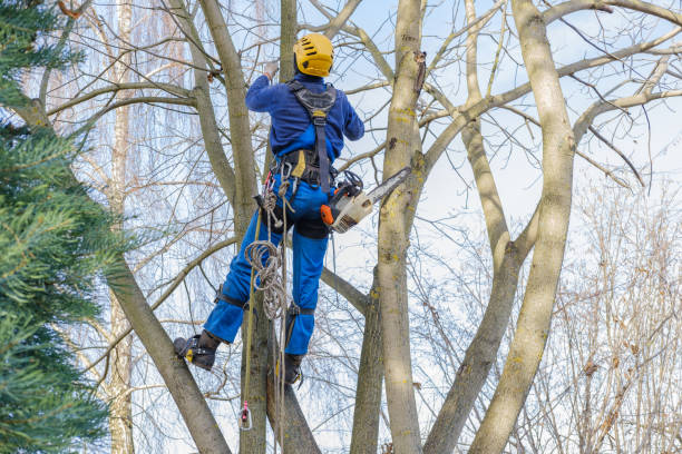 Best Tree Mulching  in Tracy, MN