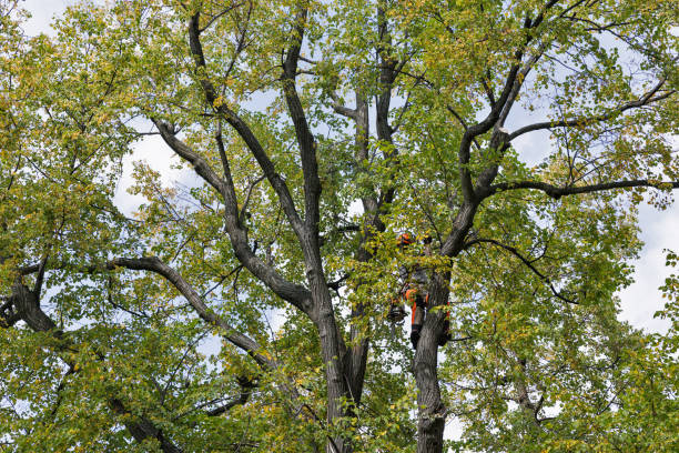 Best Hazardous Tree Removal  in Tracy, MN