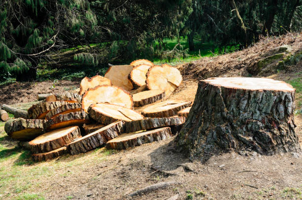 Best Tree Trimming and Pruning  in Tracy, MN